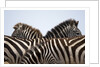 Burchell's Zebras in Masai Mara National Reserve by Anonymous