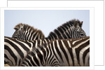 Burchell's Zebras in Masai Mara National Reserve by Anonymous