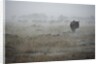 Wildebeest in rain storm in Masai Mara National Reserve by Anonymous