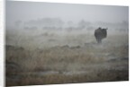 Wildebeest in rain storm in Masai Mara National Reserve by Anonymous