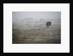 Wildebeest in rain storm in Masai Mara National Reserve by Anonymous