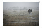 Wildebeest in rain storm in Masai Mara National Reserve by Anonymous