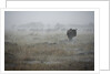 Wildebeest in rain storm in Masai Mara National Reserve by Anonymous