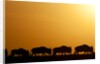 Wildebeest migrating in Masai Mara National Reserve by Anonymous