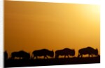 Wildebeest migrating in Masai Mara National Reserve by Anonymous