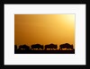 Wildebeest migrating in Masai Mara National Reserve by Anonymous