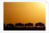 Wildebeest migrating in Masai Mara National Reserve by Anonymous