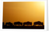 Wildebeest migrating in Masai Mara National Reserve by Anonymous