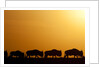 Wildebeest migrating in Masai Mara National Reserve by Anonymous