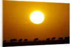 Migrating wildebeest at sunrise in Masai Mara National Reserve by Anonymous