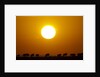 Migrating wildebeest at sunrise in Masai Mara National Reserve by Anonymous