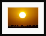 Migrating wildebeest at sunrise in Masai Mara National Reserve by Anonymous