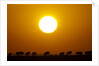 Migrating wildebeest at sunrise in Masai Mara National Reserve by Anonymous