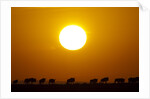 Migrating wildebeest at sunrise in Masai Mara National Reserve by Anonymous