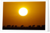 Migrating wildebeest at sunrise in Masai Mara National Reserve by Anonymous