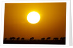 Migrating wildebeest at sunrise in Masai Mara National Reserve by Anonymous
