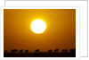 Migrating wildebeest at sunrise in Masai Mara National Reserve by Anonymous