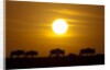 Migrating wildebeest at sunrise in Masai Mara National Reserve by Anonymous