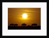 Migrating wildebeest at sunrise in Masai Mara National Reserve by Anonymous