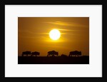 Migrating wildebeest at sunrise in Masai Mara National Reserve by Anonymous