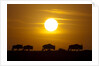 Migrating wildebeest at sunrise in Masai Mara National Reserve by Anonymous