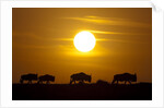 Migrating wildebeest at sunrise in Masai Mara National Reserve by Anonymous