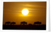 Migrating wildebeest at sunrise in Masai Mara National Reserve by Anonymous