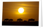 Migrating wildebeest at sunrise in Masai Mara National Reserve by Anonymous
