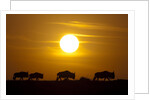 Migrating wildebeest at sunrise in Masai Mara National Reserve by Anonymous