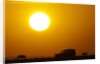 Wildebeest near safari truck at sunrise by Anonymous
