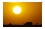 Wildebeest near safari truck at sunrise by Anonymous
