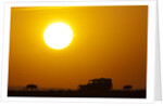 Wildebeest near safari truck at sunrise by Anonymous
