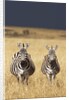 Burchell's Zebras on savanna below stormy sky by Anonymous