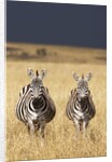 Burchell's Zebras on savanna below stormy sky by Anonymous