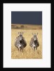 Burchell's Zebras on savanna below stormy sky by Anonymous