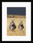 Burchell's Zebras on savanna below stormy sky by Anonymous