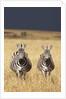 Burchell's Zebras on savanna below stormy sky by Anonymous