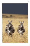 Burchell's Zebras on savanna below stormy sky by Anonymous