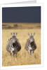 Burchell's Zebras on savanna below stormy sky by Anonymous