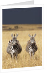 Burchell's Zebras on savanna below stormy sky by Anonymous