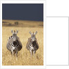 Burchell's Zebras on savanna below stormy sky by Anonymous