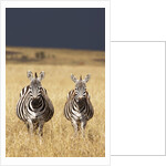 Burchell's Zebras on savanna below stormy sky by Anonymous