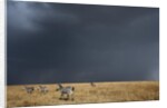 Plains zebra by Anonymous