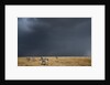 Plains zebra by Anonymous