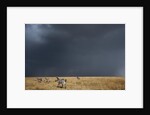Plains zebra by Anonymous