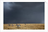 Plains zebra by Anonymous