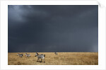 Plains zebra by Anonymous