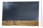 Plains zebra by Anonymous