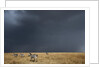 Plains zebra by Anonymous