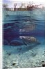Florida Manatee (Trichechus manatus latirostris), Everglades, Florida, USA by Anonymous